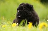 CHOW CHOW 520
